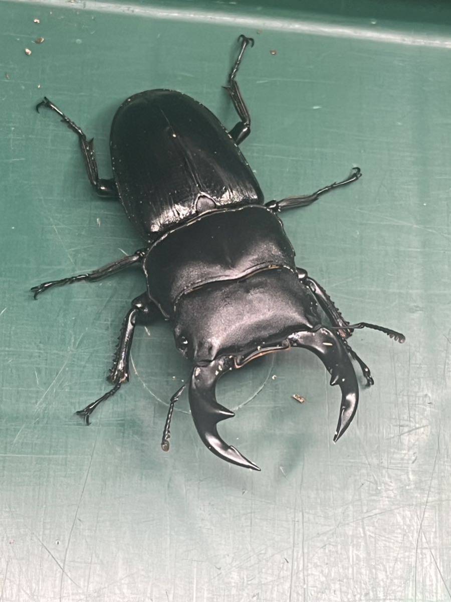 中国便 カツラオオクワガタ 四川 ♀単品 Dorcus katsurai 2【J