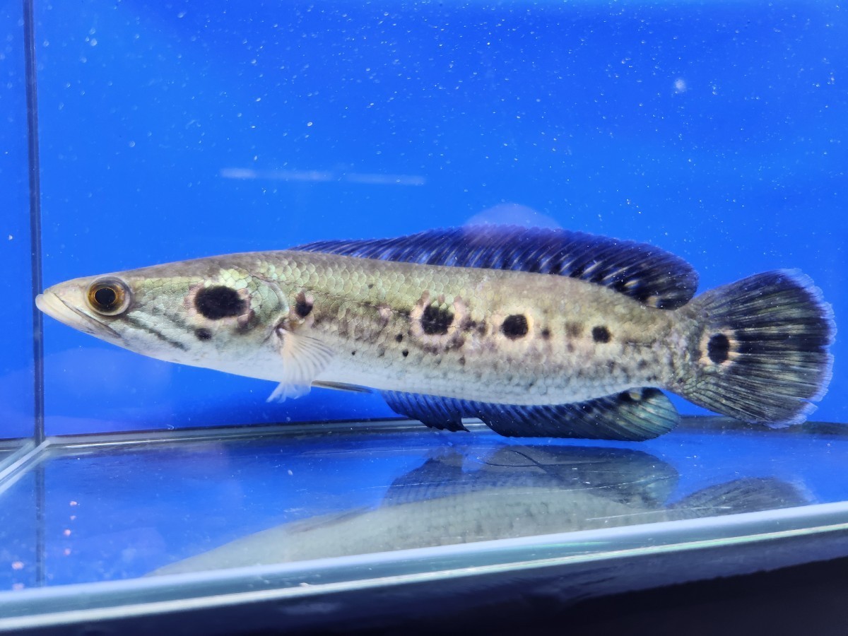 極美。3つ星個体も！wild！】オセレイトスネークヘッド 約22～24センチ