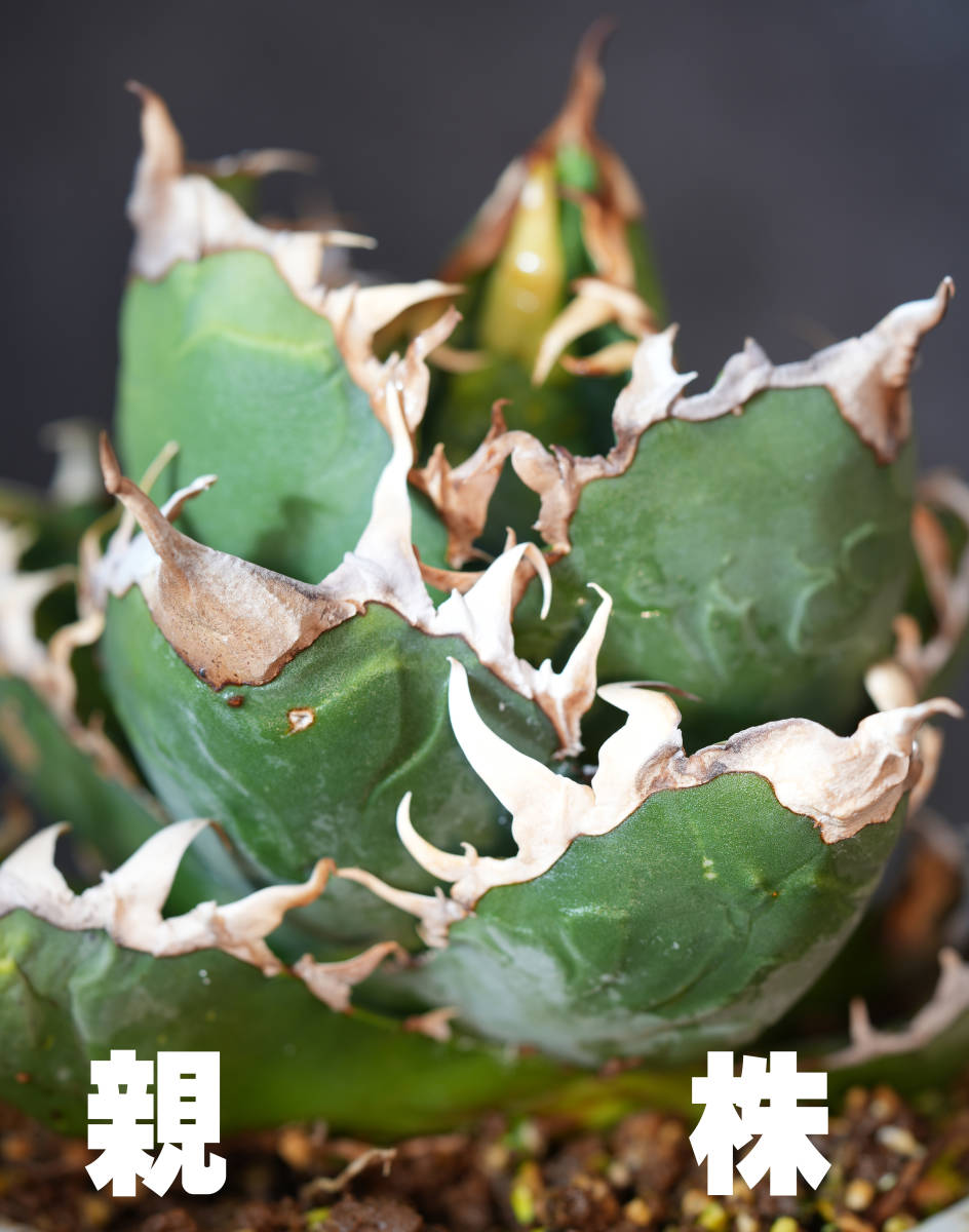 アガベ チタノタ ゴジラ GODZILLA OSP産 未使用】【AGAVE TITANOTA OSP アガベ チタノタ ゴジラ GODZILLA OSP産 未使用】【AGAVE TITANOTA OSP