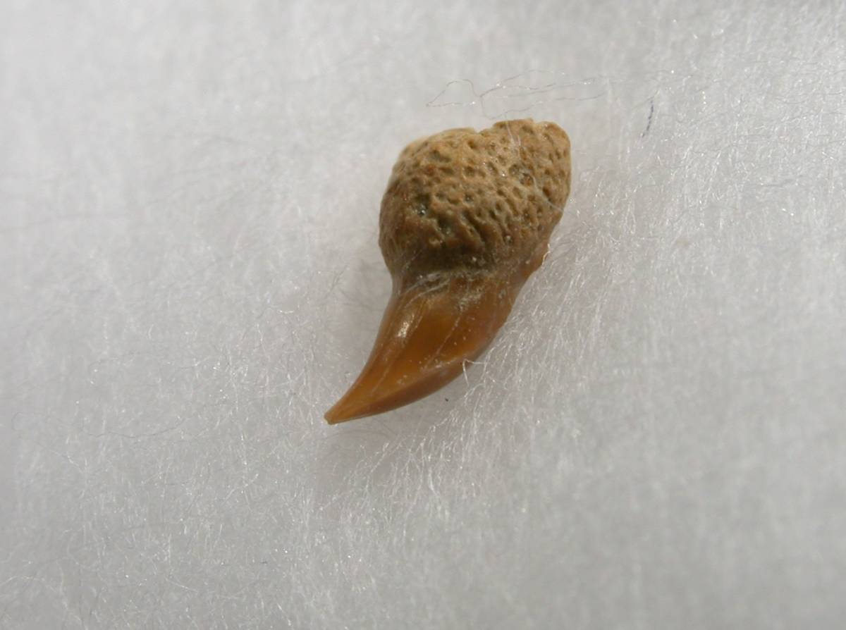 【傷や汚れあり】サメの歯 Cetorhinus ウバザメの落札情報詳細 - ヤフオク落札価格検索 オークフリー