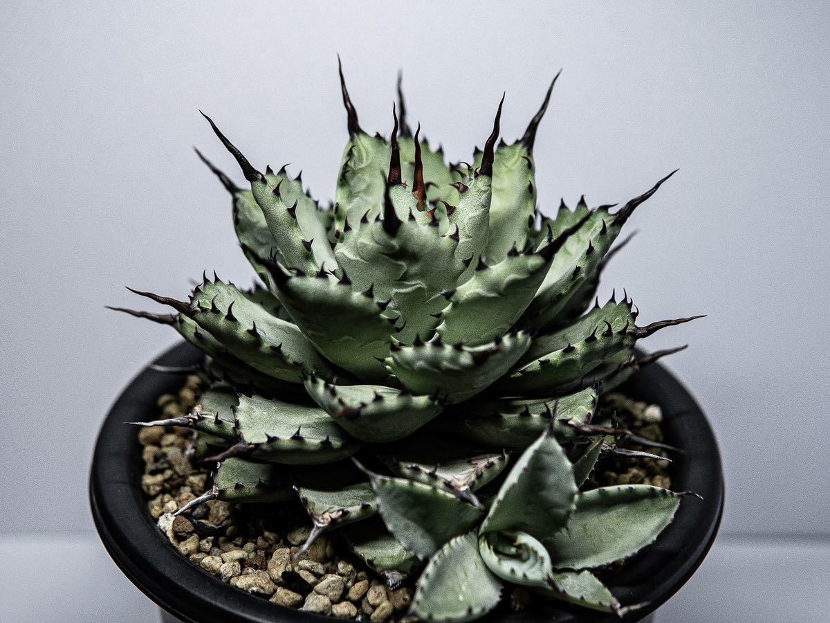 R-018 アガベ マクロアカンサ × ポタトラム 八荒雷神 超陽炎 極上株