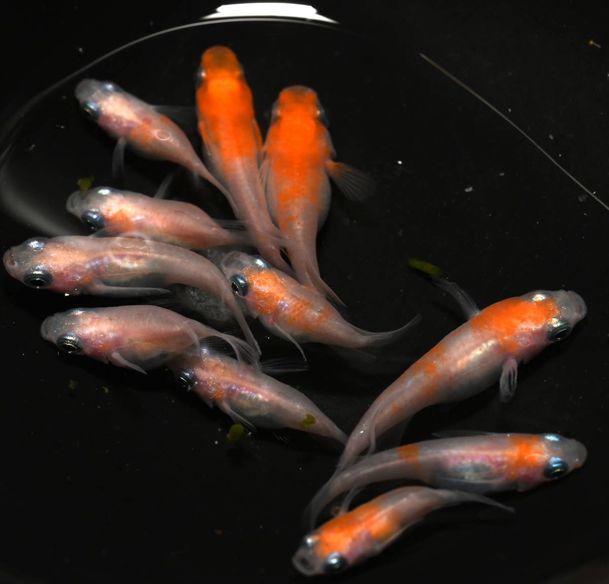 I○366【一舞めだか】里桜だるま だるま体型 さとざくら メダカ 幼魚