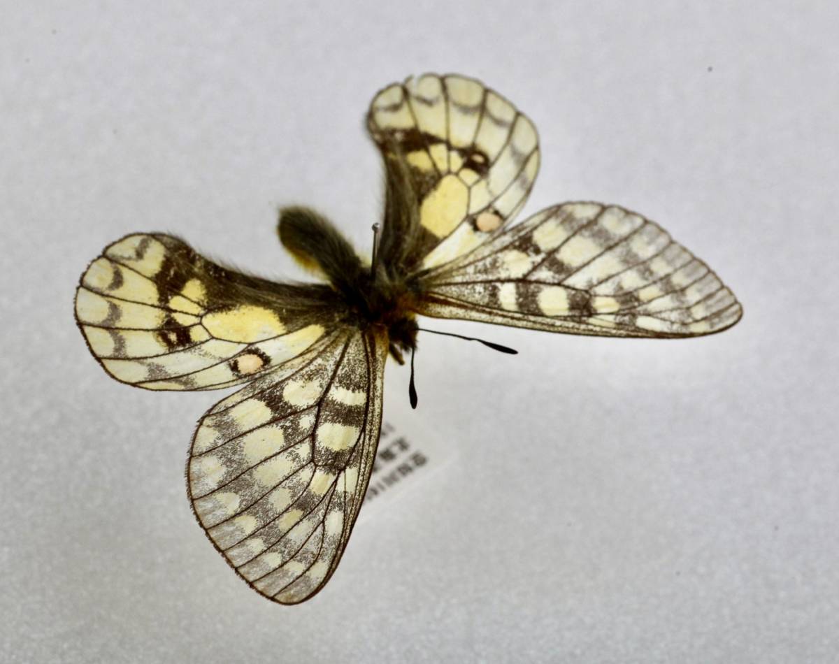 蝶 標本 ウスバキチョウ □ウスバキチョウ♂(Parnassius eversmanni