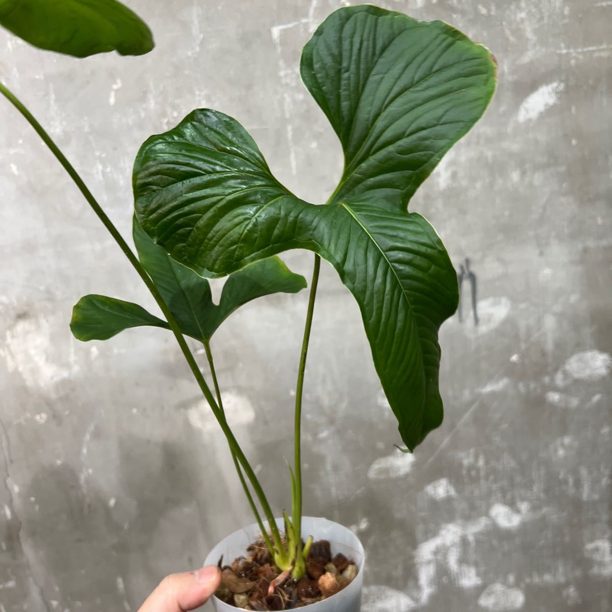 アンスリウム ドラコノプテラム Anthurium Draconopterum Anthurium draconopterum アンスリウム ドラコノプテラム