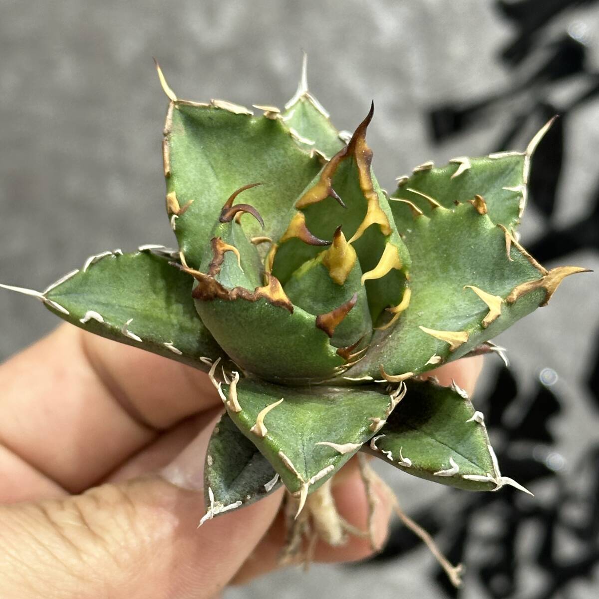 多肉植物アガベ チタノタ 魔丸 特選 極上希少 子株 発根活着済