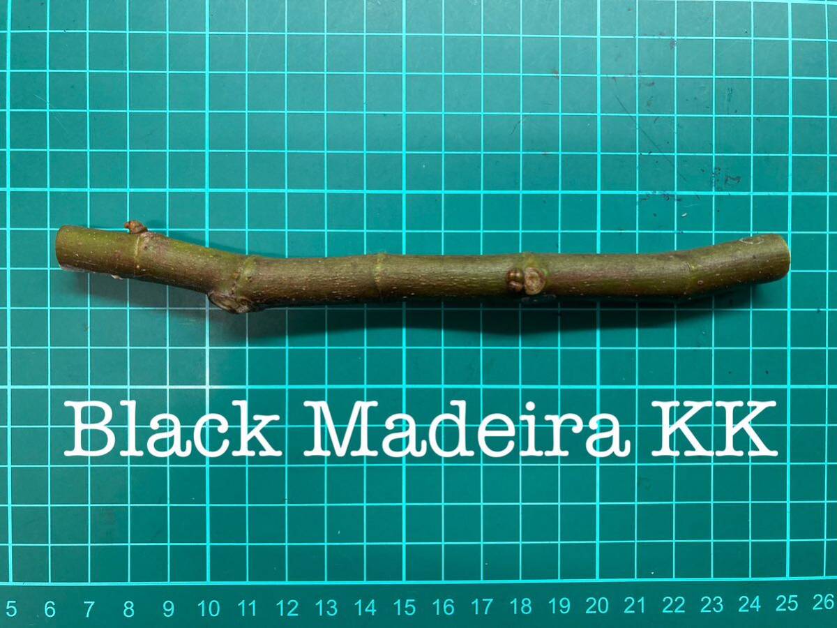 イチジク「Black Madeira KK」挿木苗 イチジク「Black Madeira KK」挿木苗