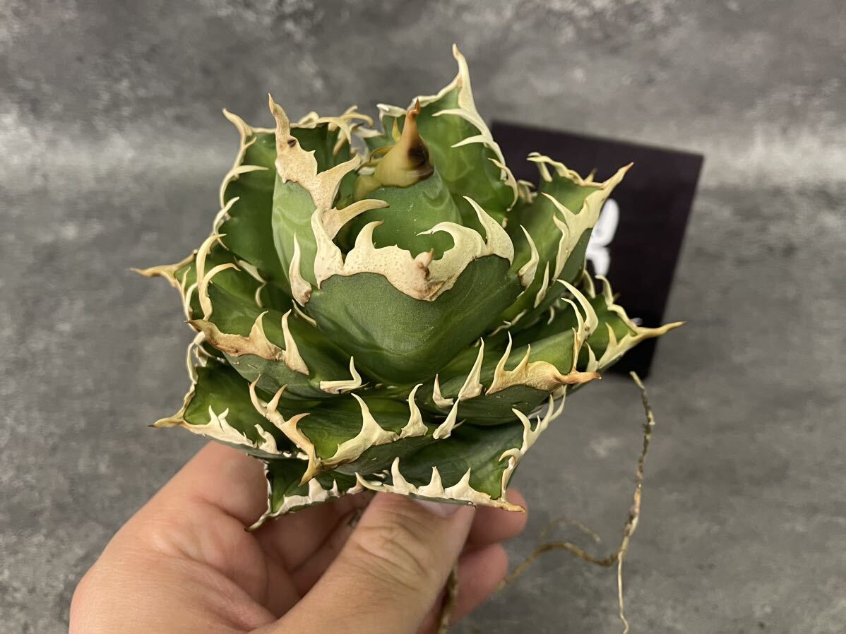 アガベ】レッドキャット ゴリ猫 超ボールタイプ 白棘極上株 やや傷や