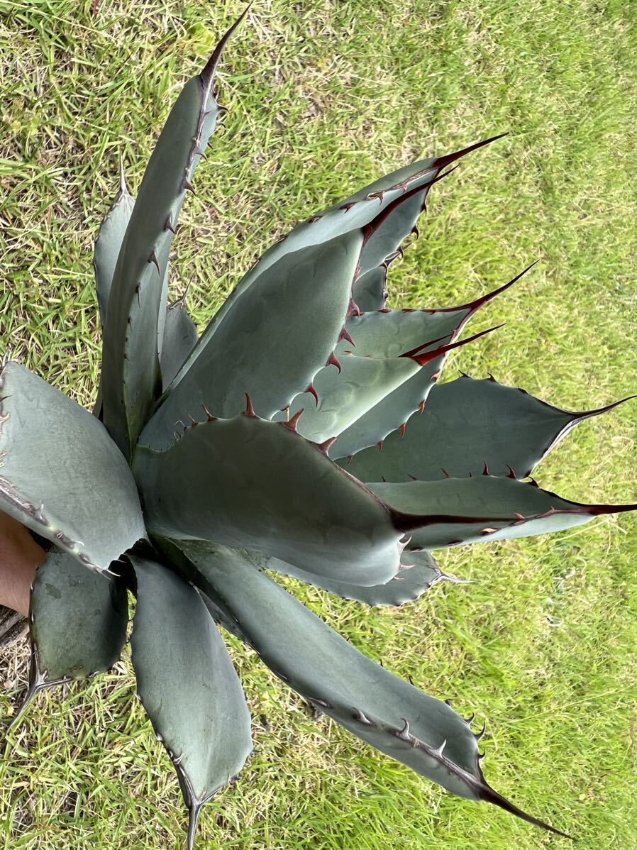 Yahoo!オークション - 農園直送アガベ パリー トランカータ 特選優