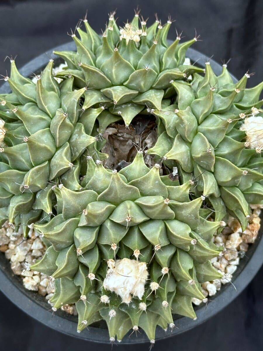 ゲオヒントニア メキシカーナ 実生 花籠 ヒントニー コピアポア