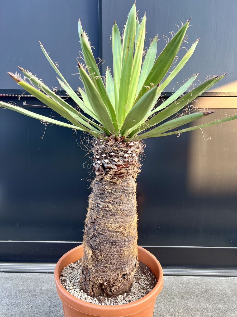 ユッカ ファクソニアーナYucca faxoniana.