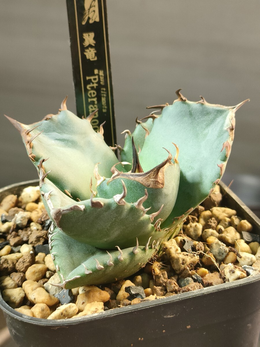 【子株】 agave titanota beast アガベ チタノタ ビースト 9. アガベ チタノタ ビースト Agave Titanota “beast”（アガベ