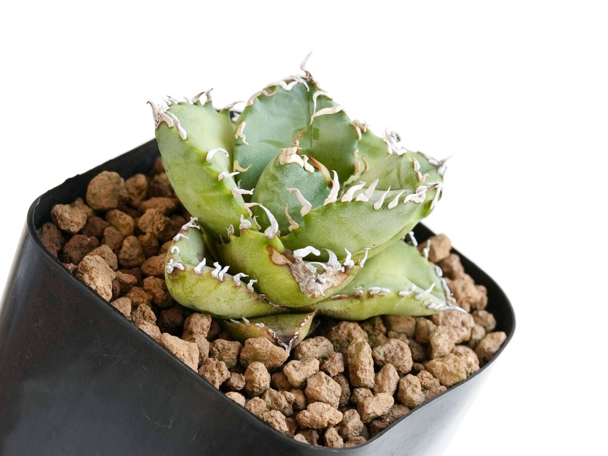 オアハカ現地実生 特選株（管理番号02）OC 発根済 アガベ オアハカ