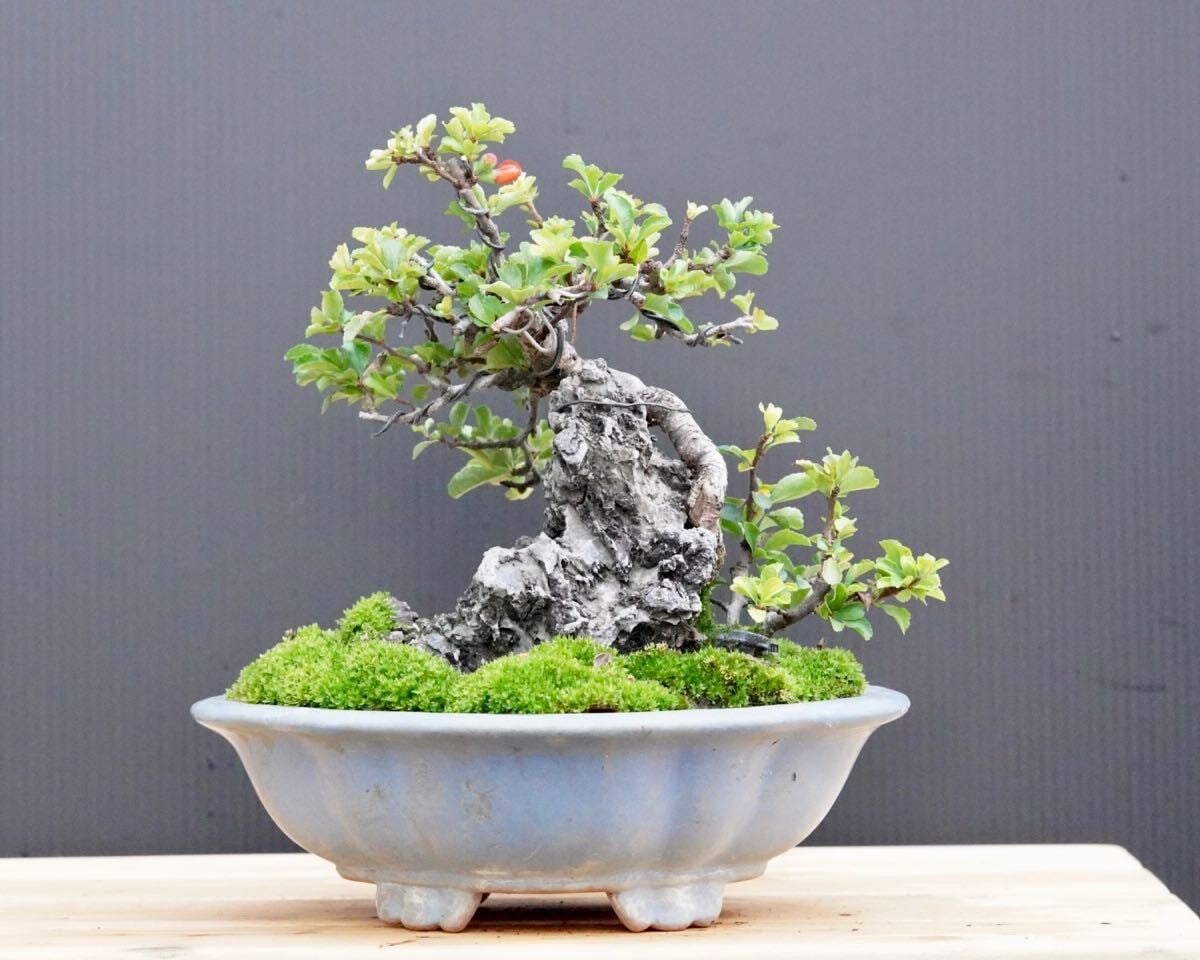 亦盆栽」長寿梅 紅花 小品盆栽 【公式通販】