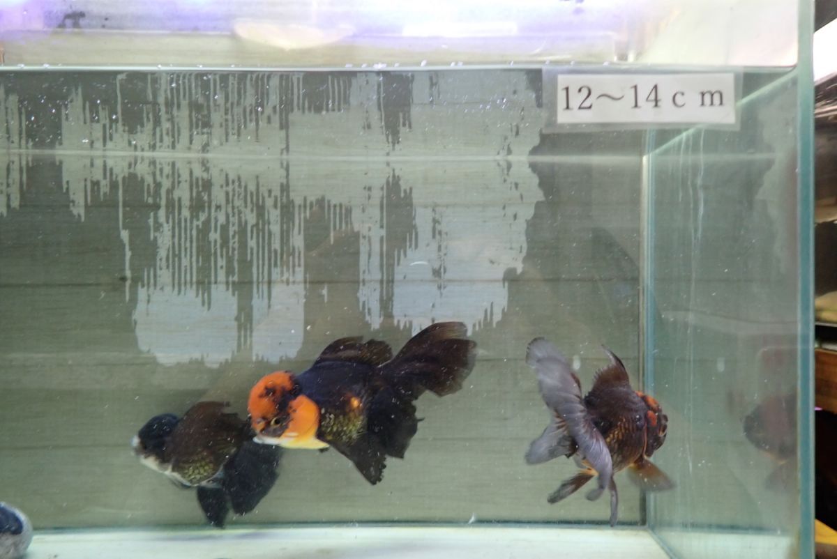 68＜water-flap＞　タイ産　オランダシシガシラ　ショートテール