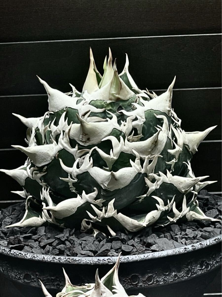 古沢 岩美、デッサン AF、希少な額装用画集より、新品額装付、状態