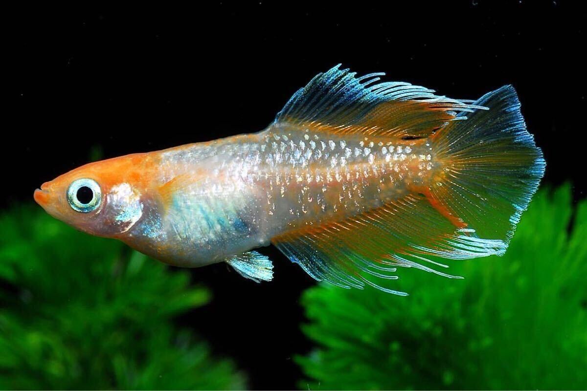 EG まとめ売り □ 最高級系統・2歳・15.5cm雌・極太種魚 □ 2 □