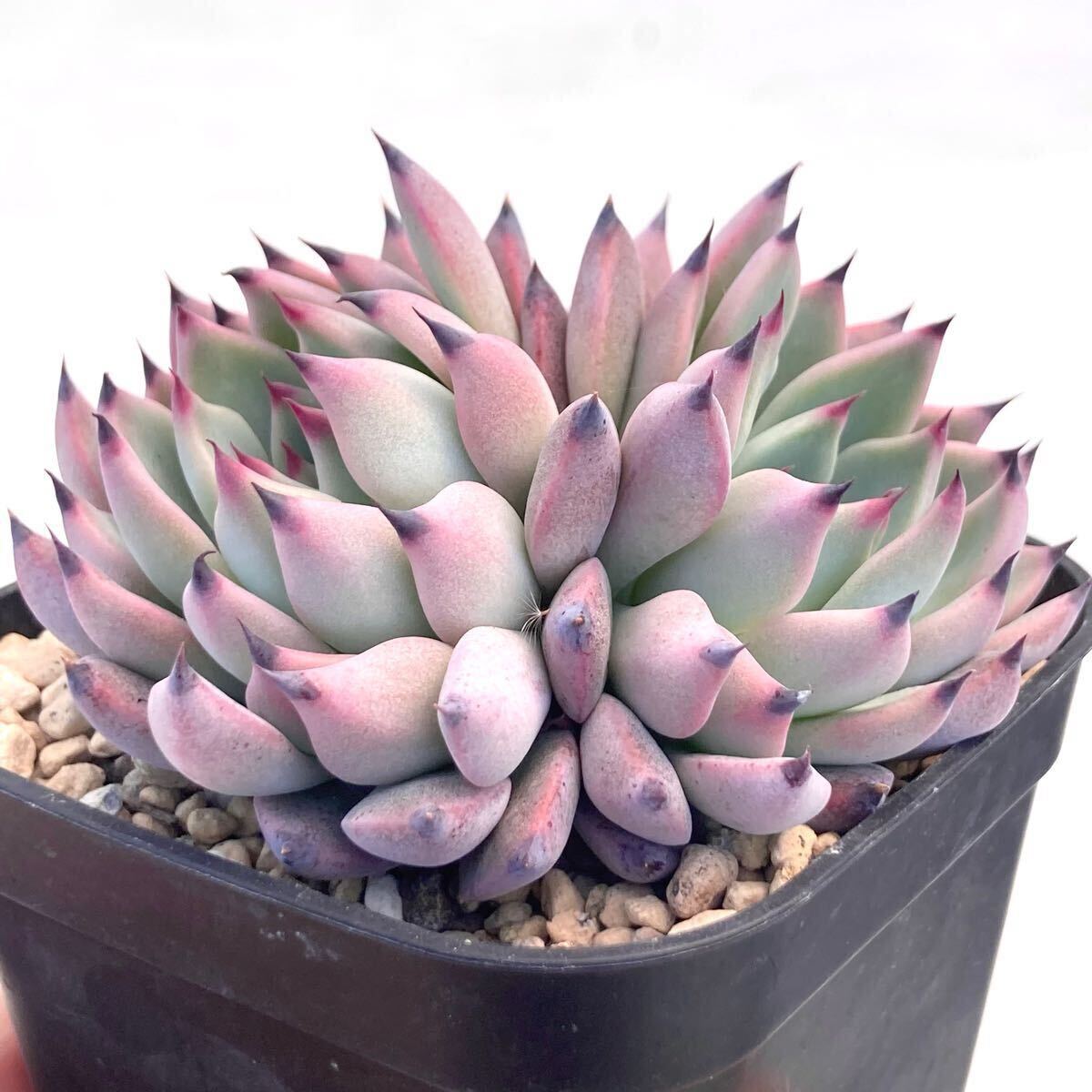 雪つぼみ おらいさん苗 ミックスベリア ※名札付き 多肉植物 エケベリア