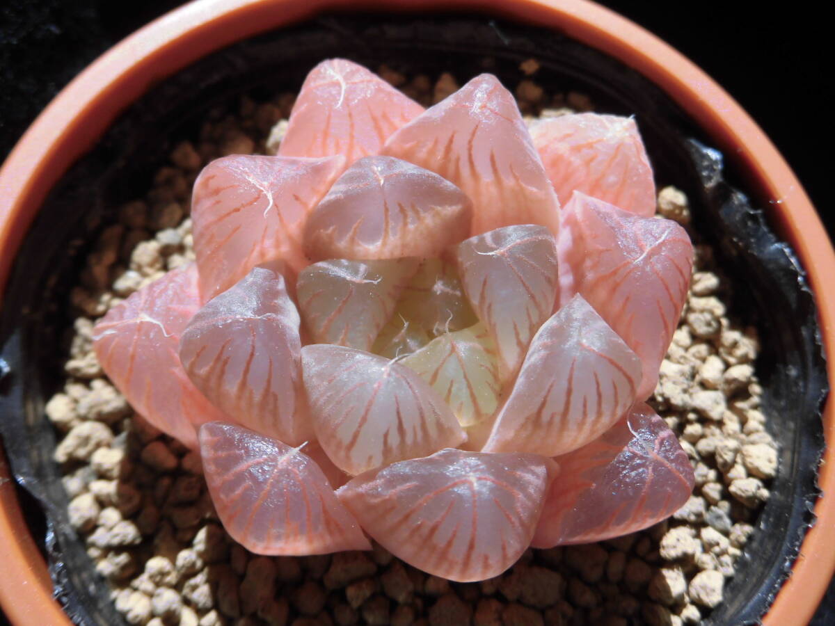 ｖ☆１２１１　ハオルチア　紅タテハ　実生オリジナル繁殖苗 ｖ☆１２１１ ハオルチア 花ミズキ 実生オリジナル繁殖苗