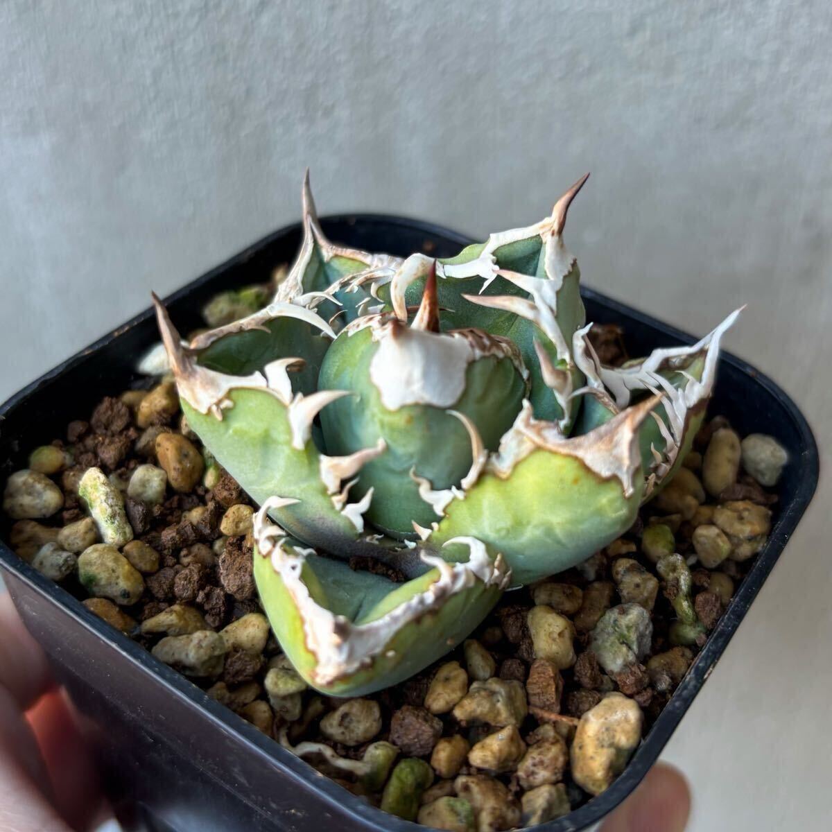 62627194_3