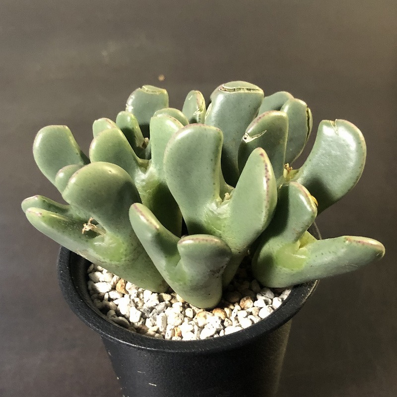 最安値，人気 コノフィツム バラ典 (Conophytum 'Bara-ten') 4頭
