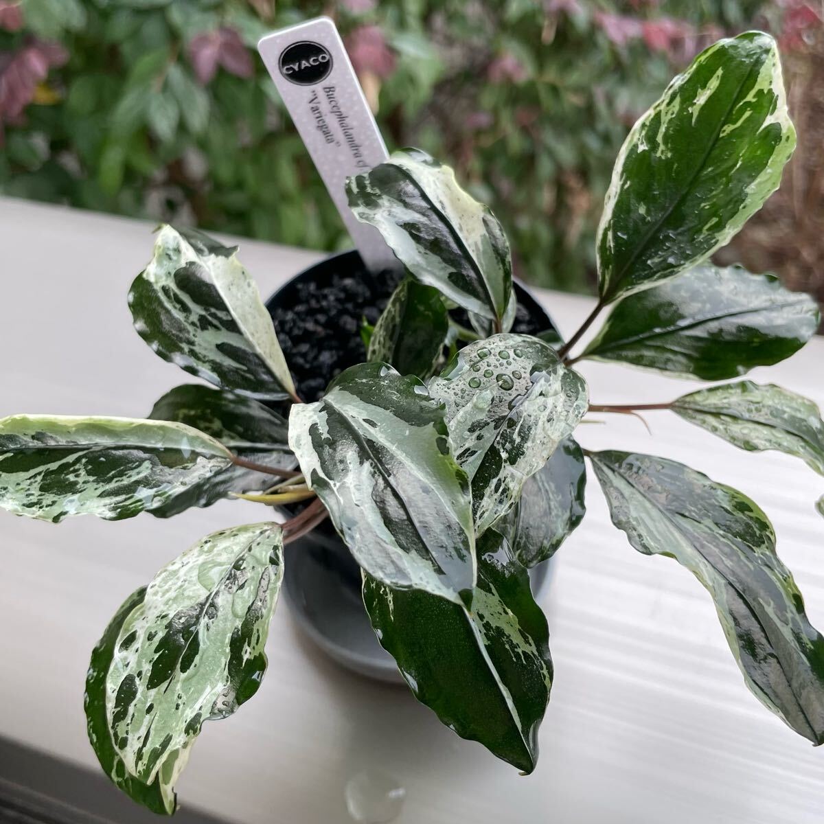 水草 Bucephalandra sp. Demos 3rd Bucephalandra sp. Demos 3rd(Bucephalandra sp.