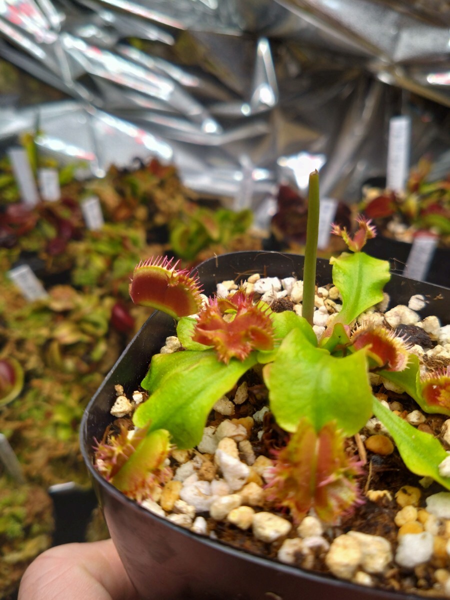 食虫植物 ハエトリソウ Biohazard 2 CK （CK】Dionaea muscipula