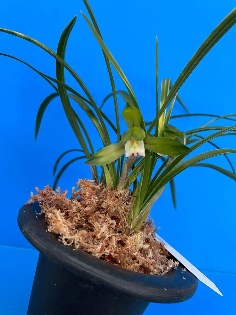 山野草 シュンラン 春蘭 大株4株 全株花芽つき ⑤ 山野草 ③