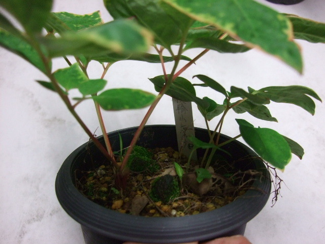 山野草　斑入りヤマシャク銘品塩山実生1年Ｎ02 実生の不思議 | 斑入りヤマシャクヤクの魅力