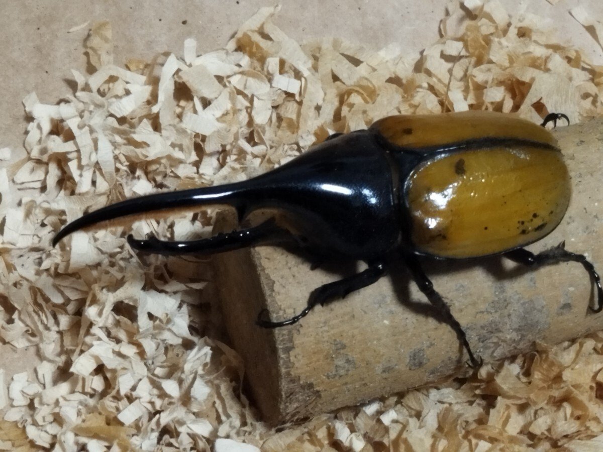 ※美麗　ヘラクレス・エクアトリアヌス♂野外標本 ✨ヘラクレスエクアトリアヌス✨ 翅がとっても綺麗