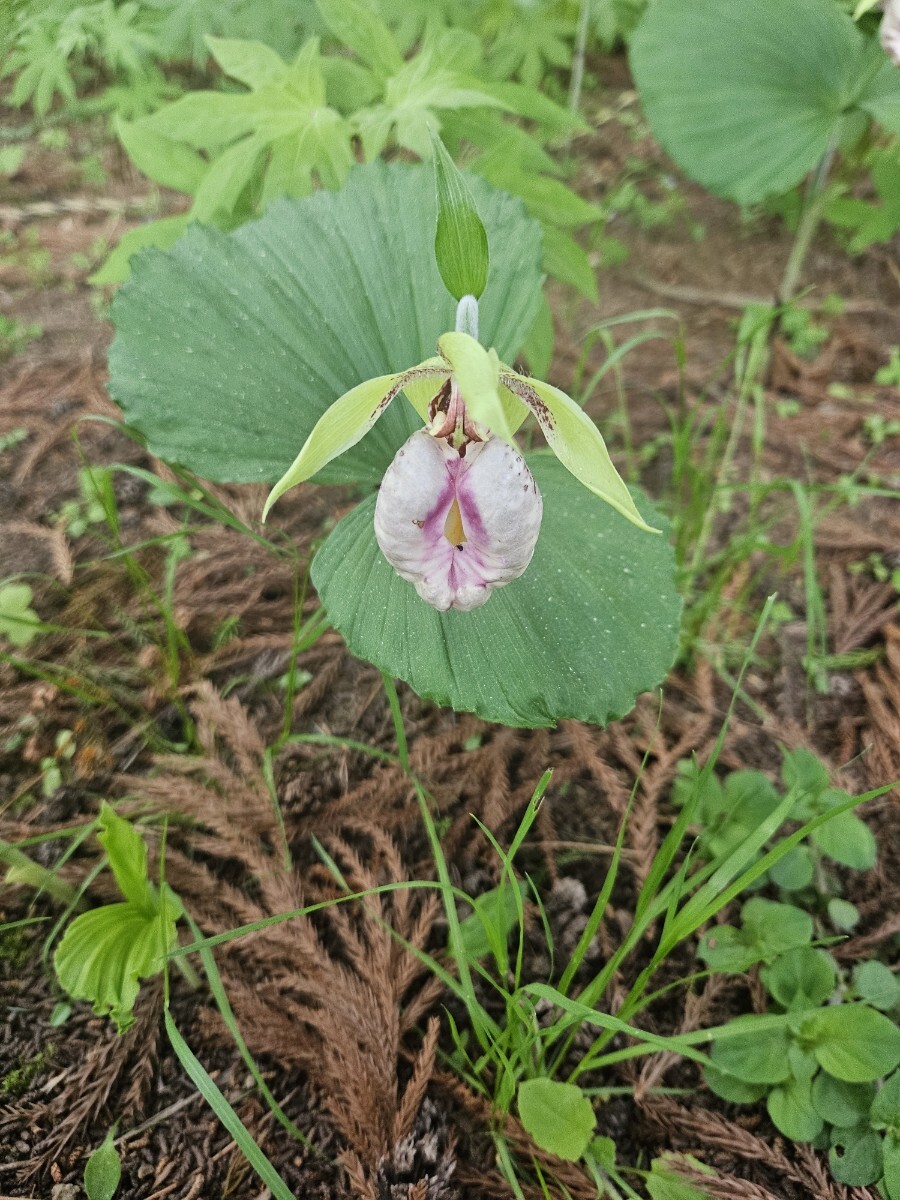 イ*ス様 山野草・野生蘭(神奈川県産・クマガイソウ③) イ*ス様 山野草・野生蘭(神奈川県産・クマガイソウ) イ*ス様