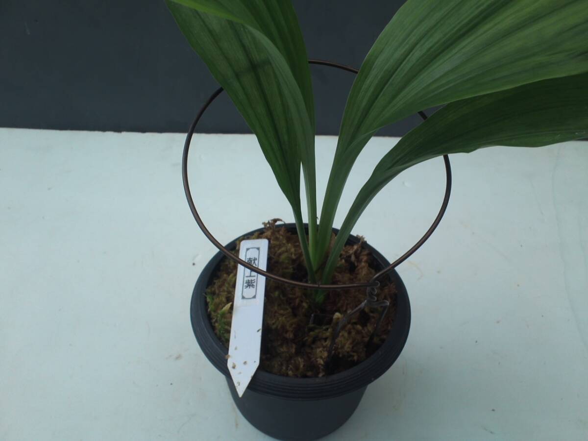 ★★エビネラン　えびね蘭　　ヒマラヤニオイエビネ交配種「爽紫香」　　エビネ　★★