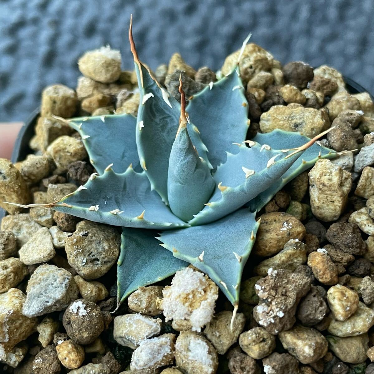 S120-8アガベ ユタエンシス /Agave utahensis : アガベ ユタエンシス