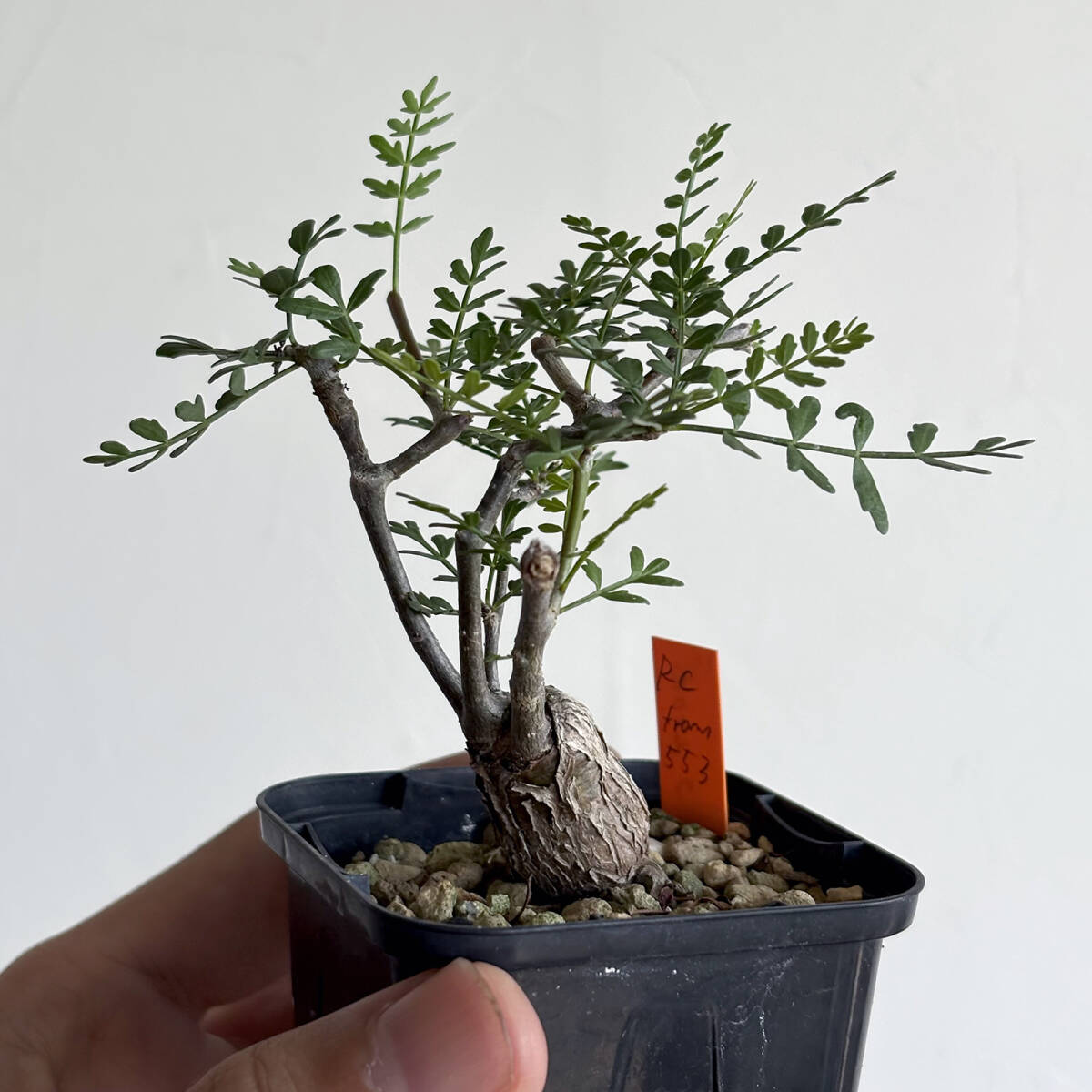 ブルセラ　ミクロフィラ実生　3 挿木 ブルセラ ミクロフィラ実生 3 挿木 ☆ブルセラ ミクロフィラ Bursera