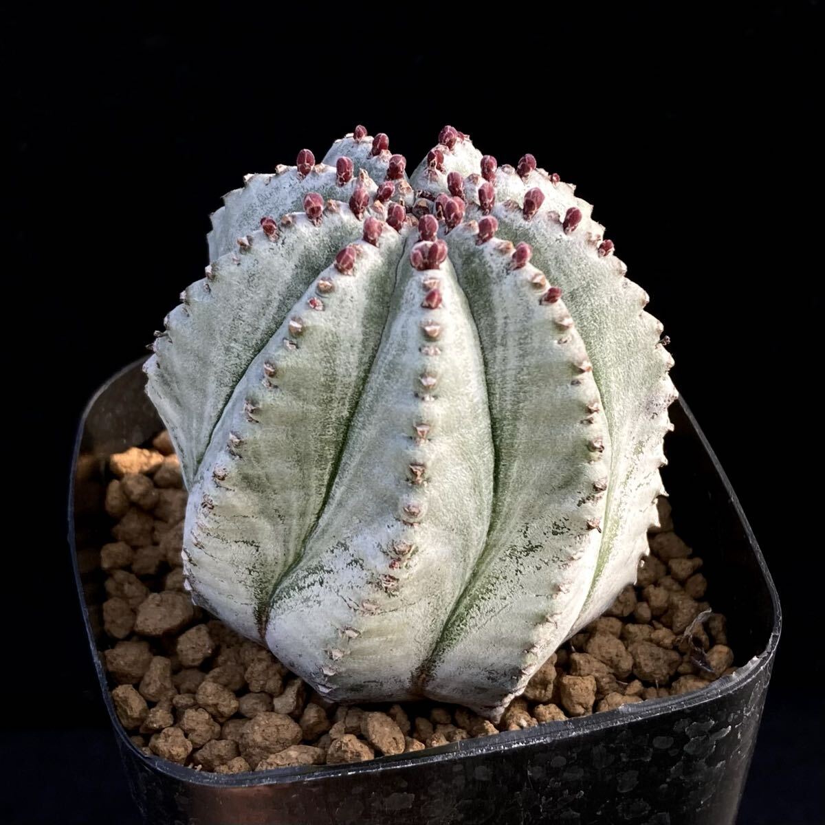 ポリゴナ | Euphorbia ユーフォルビア ポリゴナ綴化 寄せ植え ( 宇宙の 