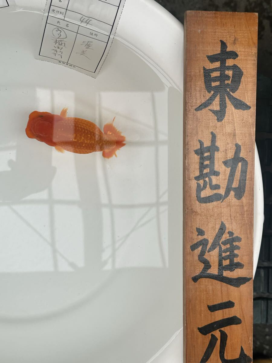 MK□【直接引取限定】石臼 餅つき めだか メダカ鉢 つくばい 水槽 水鉢