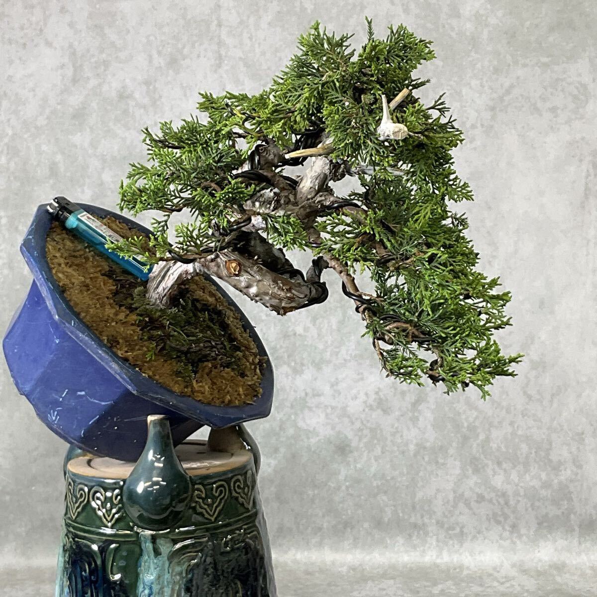 盆栽獅子頭 もみじ 盆栽 懸崖 盆栽 獅子頭 シシガシラ 紅葉 現品 一点 