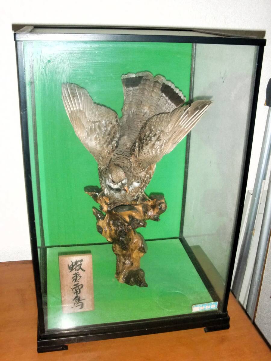 中古】鷹 剥製 ケース付 □の落札情報詳細 - Yahoo!オークション落札