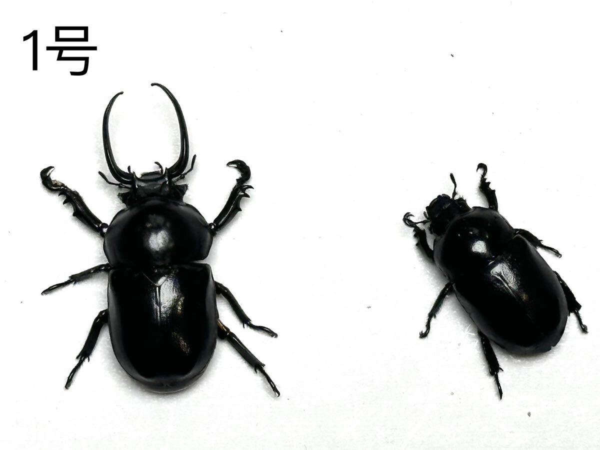目立った傷や汚れなし】ベトナム産 クロオオクワガタコガネ