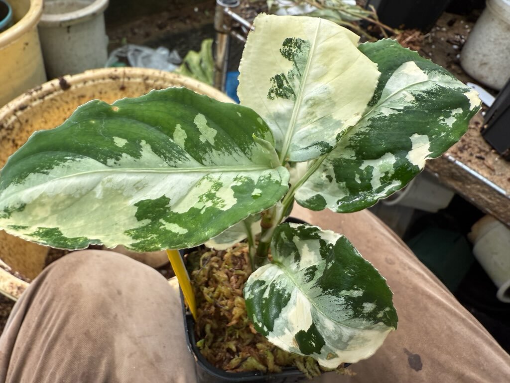 新品】Aglaonema Pictum tricolor【LA0913-1SS】の落札情報詳細