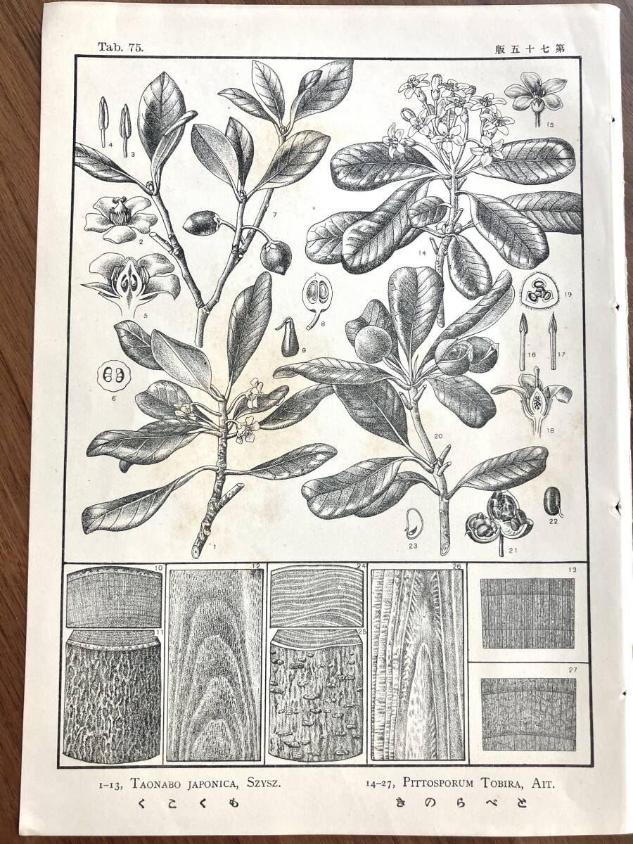 ☆ドイツ/アンティークボタニカルアート②/植物画/リトグラフ/1887年