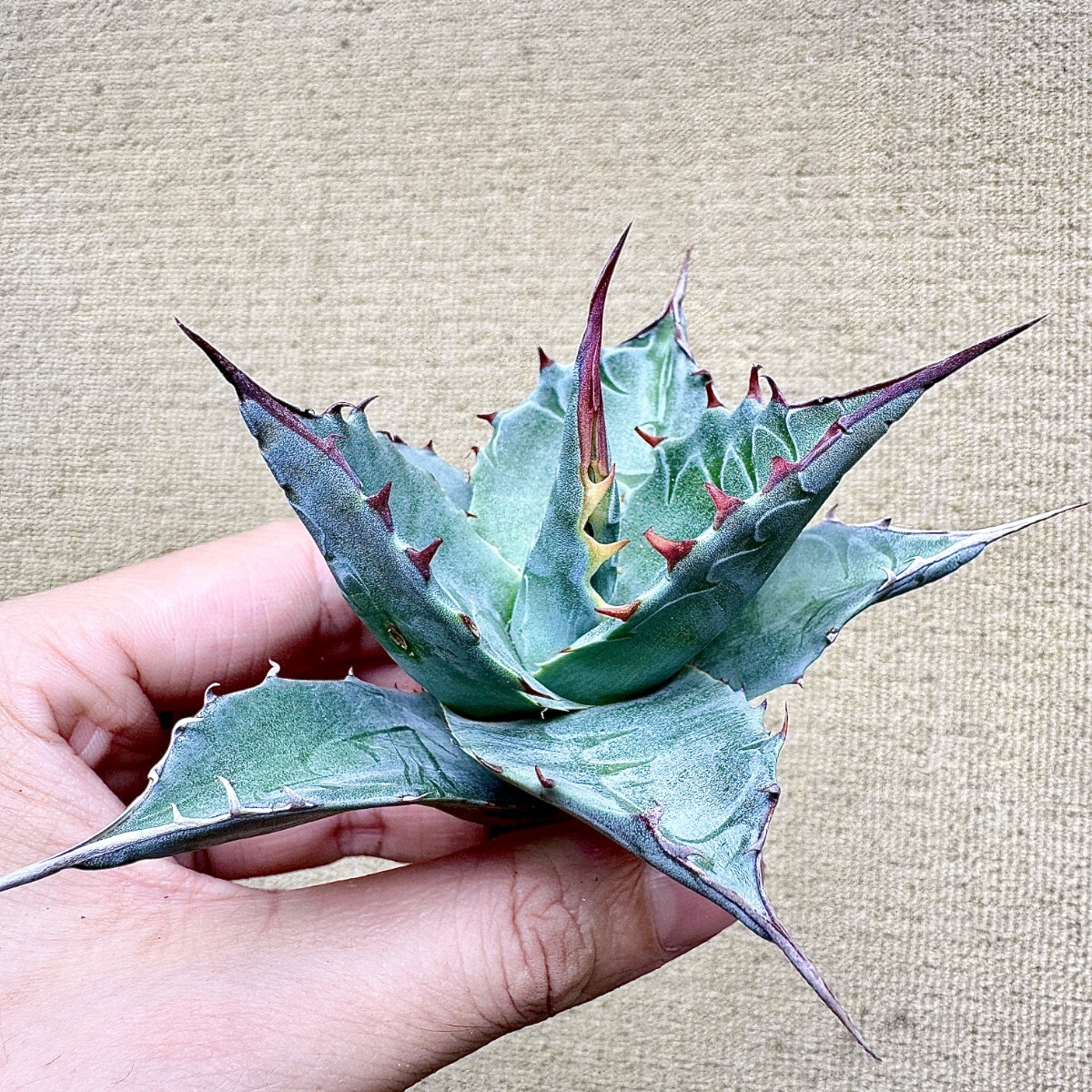 Agave アガベ モンタナ うねり 大株の落札情報詳細 - Yahoo