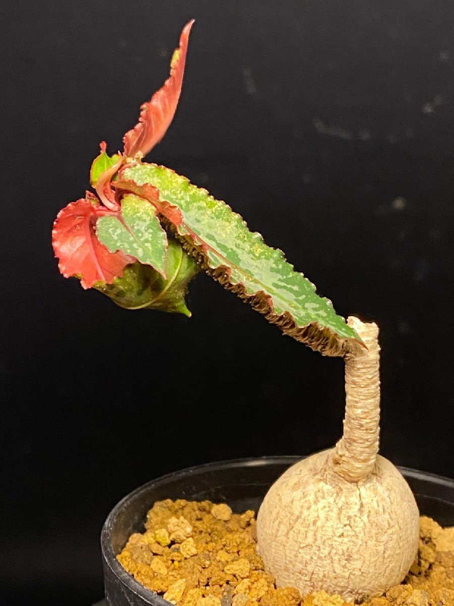 ユーフォルビア クレメルシー euphorbia cremersii 多肉植物の落札情報