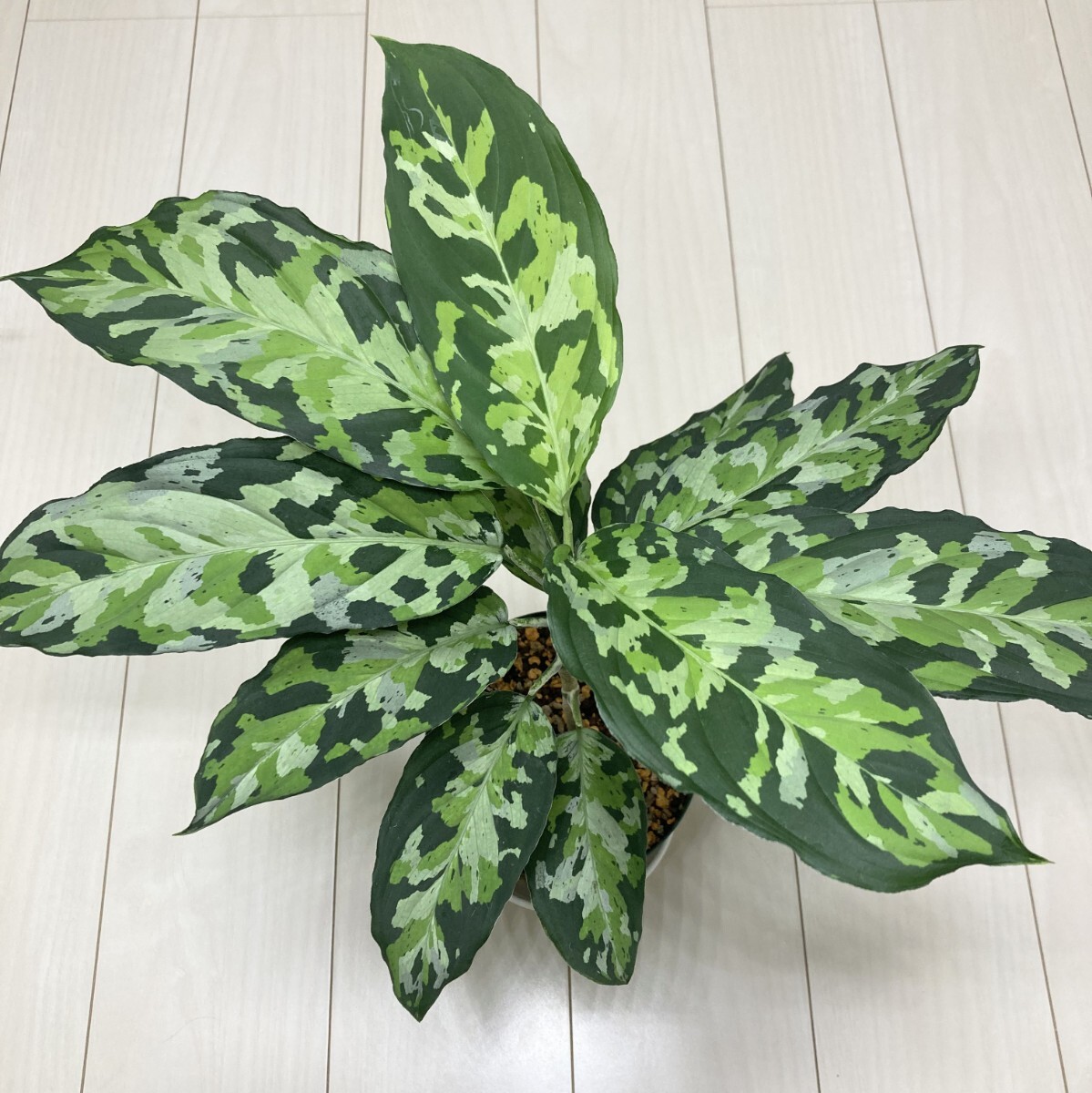 ホワイトデビル アグラオネマ Aglaonema ピクタム - Yahoo
