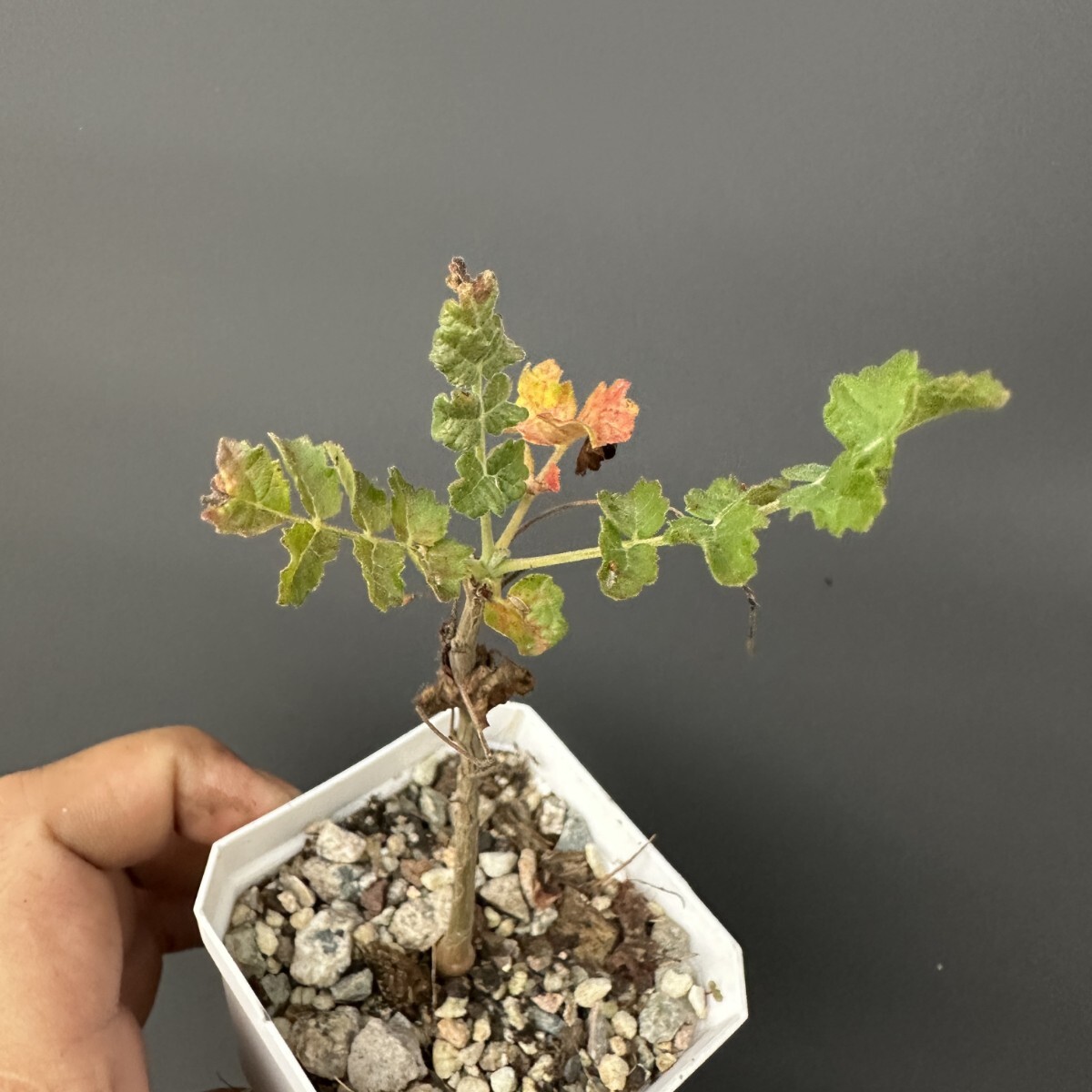 ☆ボスウェリア サクラ Boswellia sacra 国内実生苗 フランキンセンス