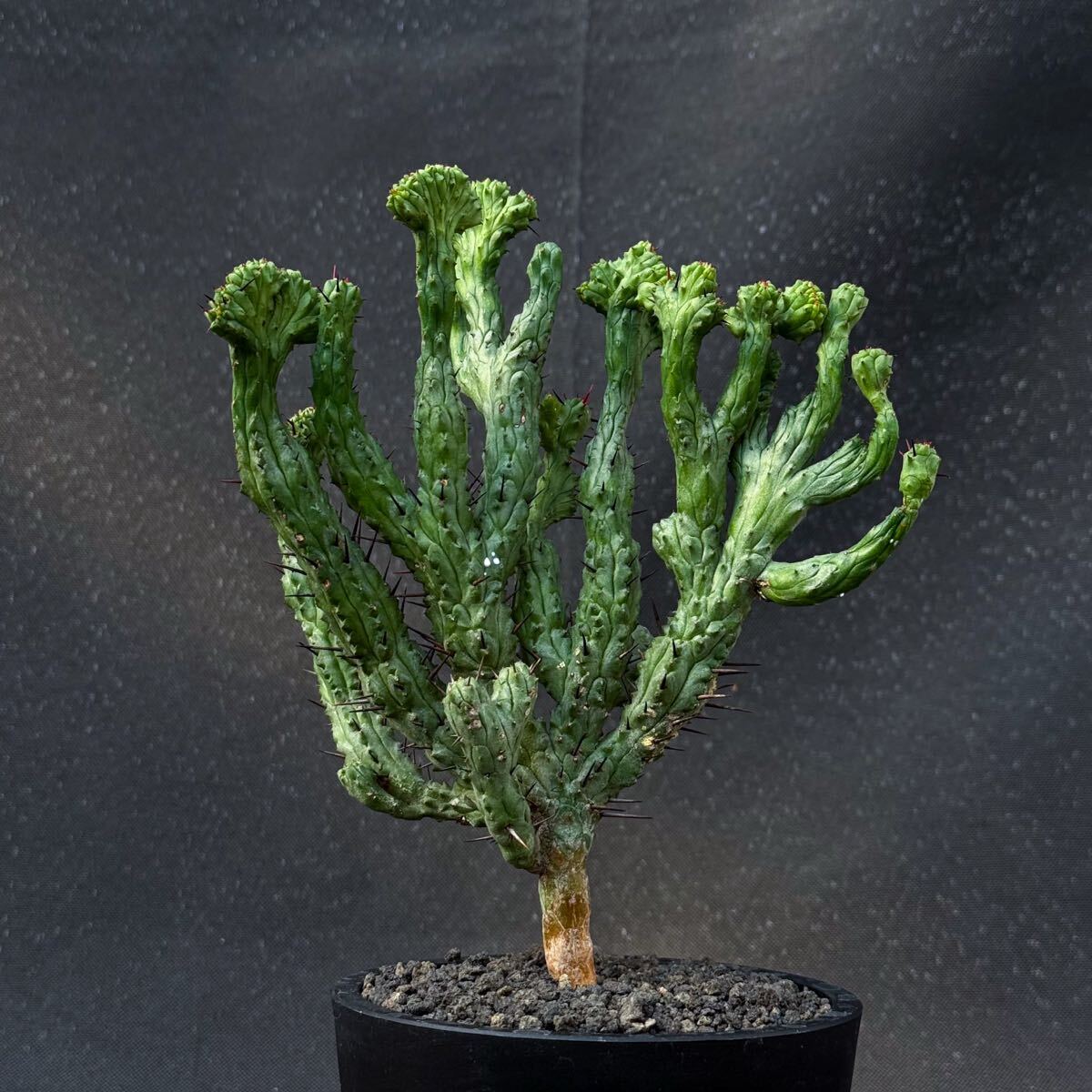 中古】Euphorbia obesa 綴化 ③ ユーフォルビア オベサ 多肉植物