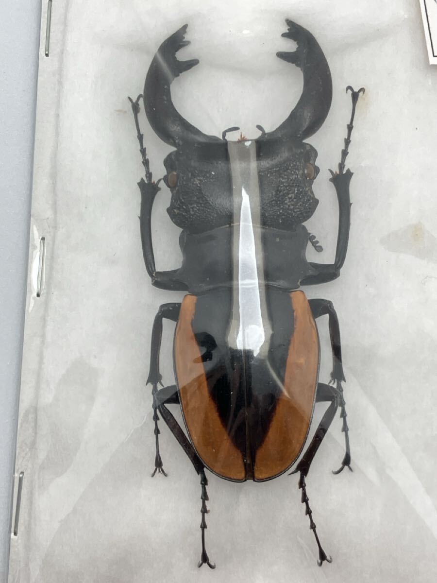 標本】 ワラストンツヤクワガタ 70mm 昆虫の落札情報詳細 - Yahoo