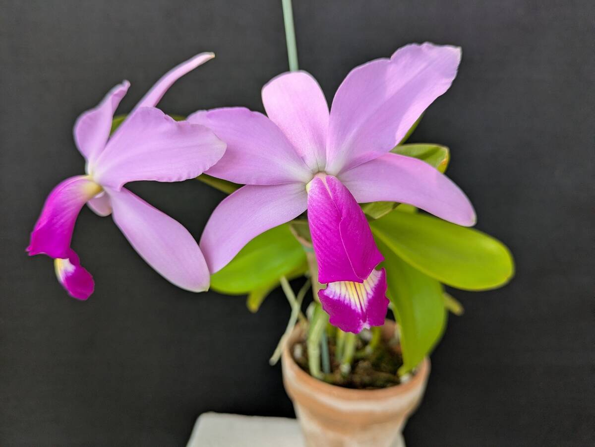 栽培品】洋蘭 原種 カトレア C. violacea x sib.当園オリジナル実生