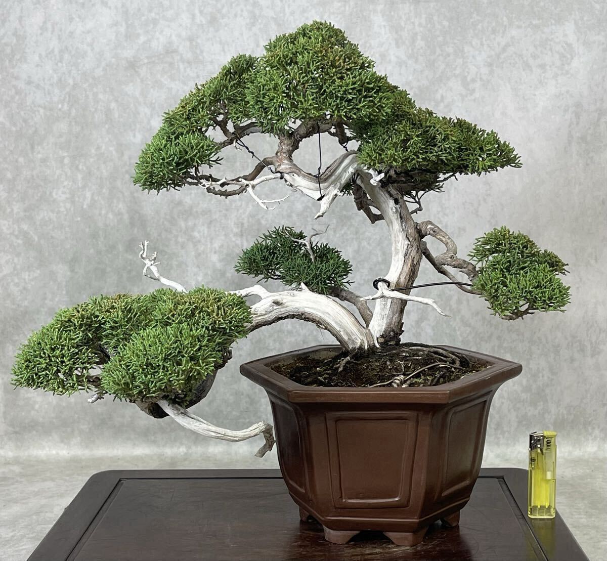 新品】《厳選品真柏、希少な筏吹き、樹高46cm》◇自由盆栽の落札情報