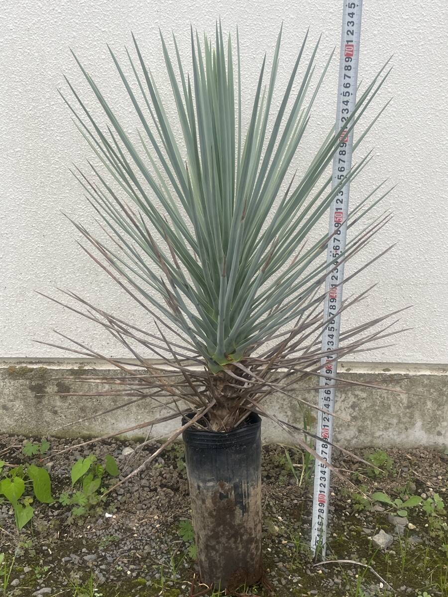 中古】☆ ユッカ・ジョシュアツリー Yucca brevifolia ''現地株