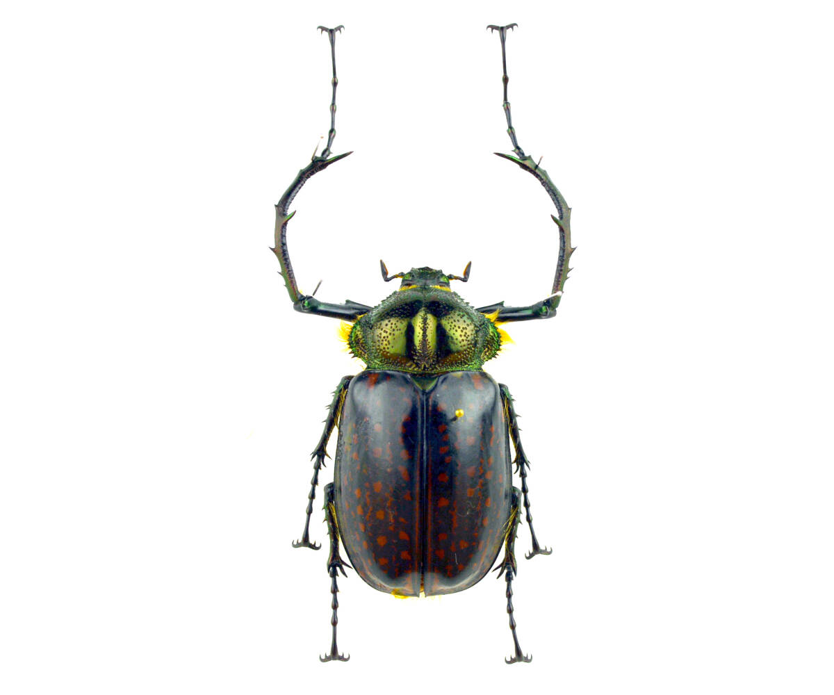 昆虫標本 特大!! マレーテナガコガネ ペア Cheirotonus peracanusの